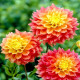 Саженцы Георгинов в Электростали — доставка почтой!