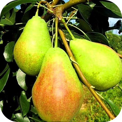 Саженцы Груши "Аллегро" > описание, цена